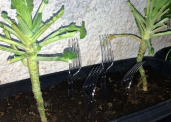 Cada vez mais jardineiros estão colocando um garfo de plástico em sua horta, e eles estão certos em fazer isso