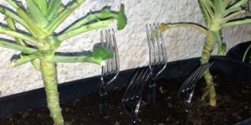 Cada vez mais jardineiros estão colocando um garfo de plástico em sua horta, e eles estão certos em fazer isso