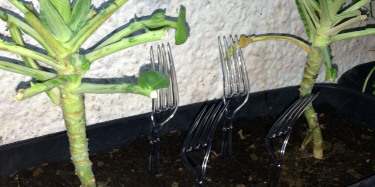 Cada vez mais jardineiros estão colocando um garfo de plástico em sua horta, e eles estão certos em fazer isso