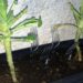 Cada vez mais jardineiros estão colocando um garfo de plástico em sua horta, e eles estão certos em fazer isso