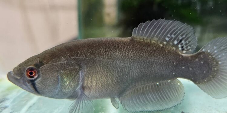 Descoberta sem precedentes: encontraram uma nova espécie de peixe-rei que sobrevive no seco