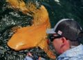 Descoberta inacreditável: pescadores avistam tubarão com coloração única