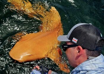 Descoberta inacreditável: pescadores avistam tubarão com coloração única