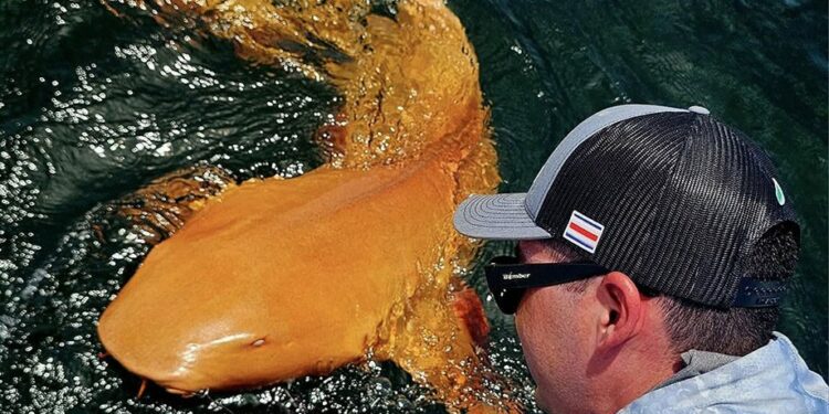 Descoberta inacreditável: pescadores avistam tubarão com coloração única