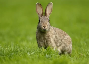 Descoberta chocante: espécie quase extinta reaparece e cientistas alertam para urgência