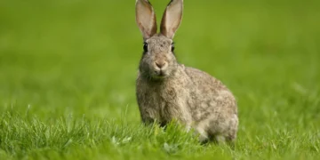 Descoberta chocante: espécie quase extinta reaparece e cientistas alertam para urgência