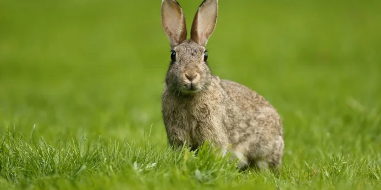 Descoberta chocante: espécie quase extinta reaparece e cientistas alertam para urgência