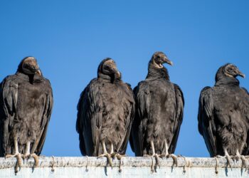 Perigo voador: aves em São Paulo podem espalhar superbactérias