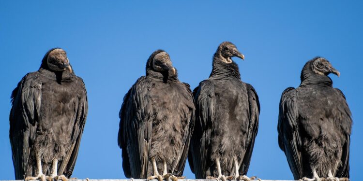 Perigo voador: aves em São Paulo podem espalhar superbactérias
