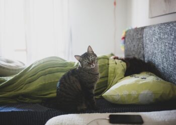 Você sabia? Seu gato pode estar tentando te avisar de algo ao acordar você à noite