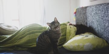Você sabia? Seu gato pode estar tentando te avisar de algo ao acordar você à noite