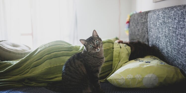 Você sabia? Seu gato pode estar tentando te avisar de algo ao acordar você à noite