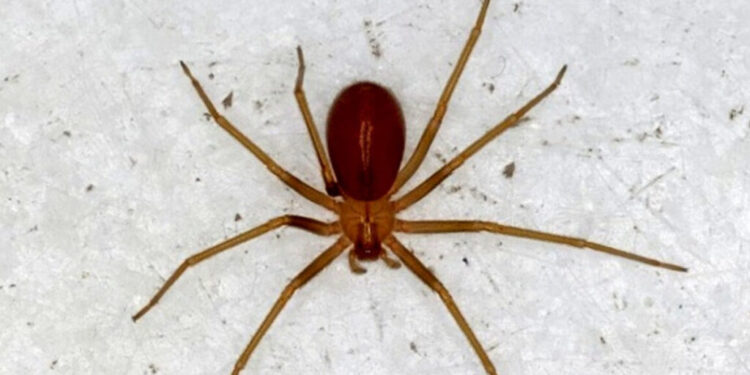 Animal com só 2 centímetros de tamanho tem picada que pode matar humanos, e vive no Brasil