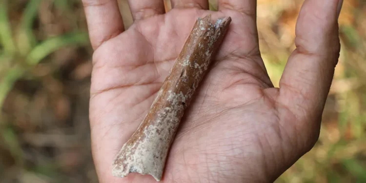 Descoberta do século: encontram ossos de um “hobbit” com mais de 700.000 anos de antiguidade