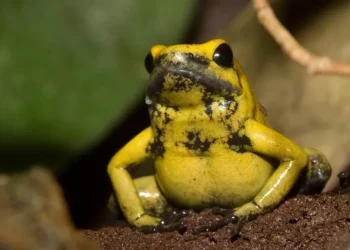 Menor que um gatinho e com veneno para matar 10 humanos: esse é o animal mais perigoso da Amazônia