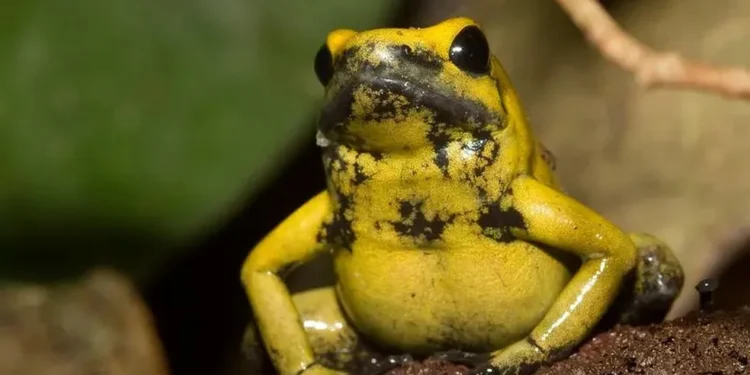 Menor que um gatinho e com veneno para matar 10 humanos: esse é o animal mais perigoso da Amazônia