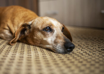 Especialistas explicam o que seu cachorro sente quando você se afasta