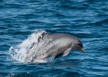 O paraíso existe e fica no Brasil: conheça a praia onde os golfinhos te recebem