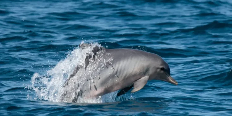O paraíso existe e fica no Brasil: conheça a praia onde os golfinhos te recebem