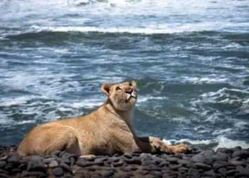 Nessa praia, tubarões deixaram de ser o perigo, agora as pessoas tem medo de leões