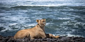 Nessa praia, tubarões deixaram de ser o perigo, agora as pessoas tem medo de leões