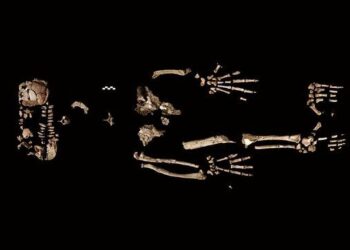 Ela era "metade macaco, metade humana" e pode ajudar muito a ciência