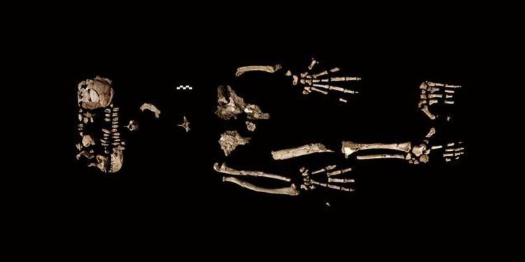 Ela era "metade macaco, metade humana" e pode ajudar muito a ciência