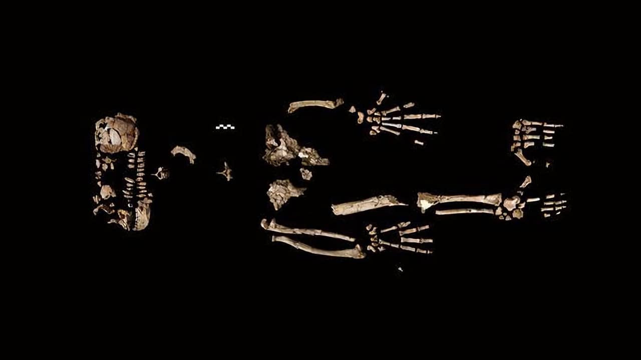 Ela era &#8220;metade macaco, metade humana&#8221; e pode ajudar muito a ciência