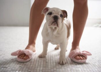 O que significa que seu cachorro te siga por todos os lugares dentro de casa