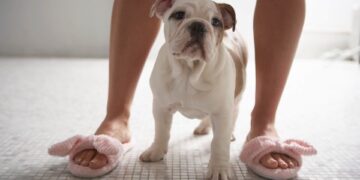 O que significa que seu cachorro te siga por todos os lugares dentro de casa