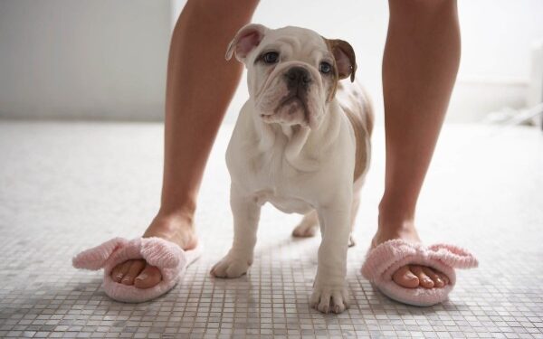 O que significa que seu cachorro te siga por todos os lugares dentro de casa