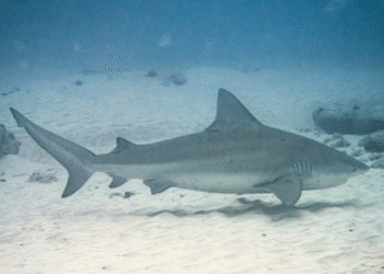 Esse tubarão consegue viver em água doce e agora está atacando quem ousar entrar nesse rio