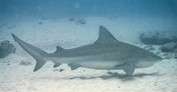 Esse tubarão consegue viver em água doce e agora está atacando quem ousar entrar nesse rio