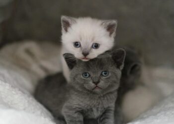 Não são sete vidas: como calcular a idade real do seu gato