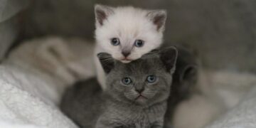 Não são sete vidas: como calcular a idade real do seu gato