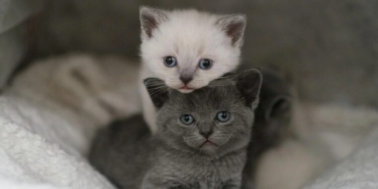 Não são sete vidas: como calcular a idade real do seu gato