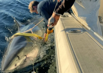 "Monstro" que pode chegar até 6 metros surge no oceano e deixa as pessoas preocupadas só de olhar a foto