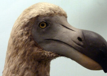 Adeus à extinção? A ciência dá o passo decisivo para reviver este animal desaparecido há 300 anos