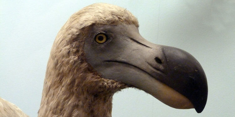 Adeus à extinção? A ciência dá o passo decisivo para reviver este animal desaparecido há 300 anos