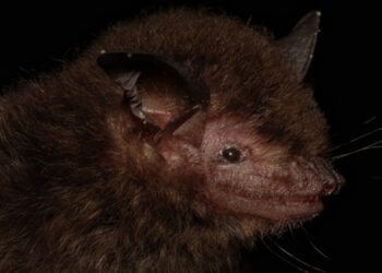 Descoberta chocante: cientistas encontram morcego nunca visto antes