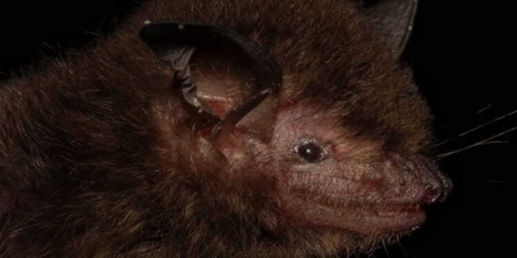 Descoberta chocante: cientistas encontram morcego nunca visto antes