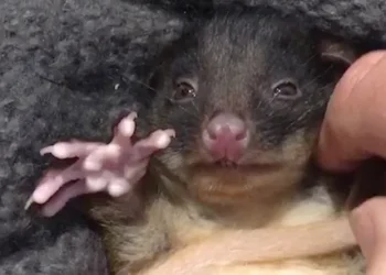 Criatura peluda com dentes grandes está assustando as pessoas por parecer um lobisomem