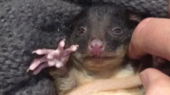 Criatura peluda com dentes grandes está assustando as pessoas por parecer um lobisomem