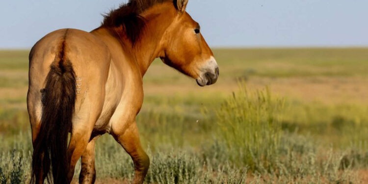 Criaturas raras retornam ao lar pré-histórico pela primeira vez em 10.000 anos