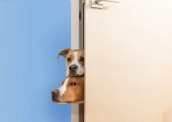 Não é só fofura: o que significa quando seu cachorro não se afasta