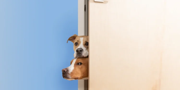 Não é só fofura: o que significa quando seu cachorro não se afasta