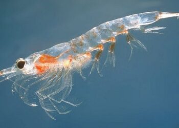 Cientistas surpresos após descobrir novo superpoder de animal do mar