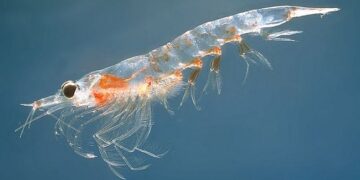 Cientistas surpresos após descobrir novo superpoder de animal do mar