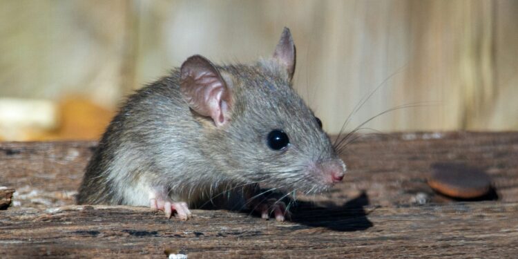 Foto: Joshua J. Cotten/Unsplash