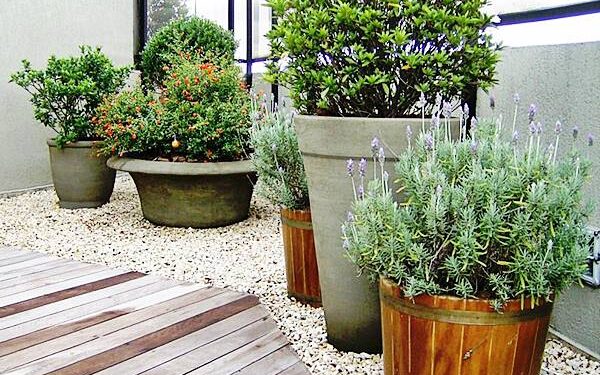 A planta pouco conhecida que resiste ao sol pleno e precisa de pouca água